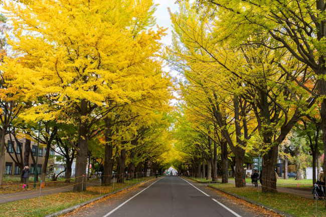 Nhật Bản: Hokkaido – Chitose – Otaru - Noboribetsu – Sapporo – Chitose (3 đêm khách sạn)