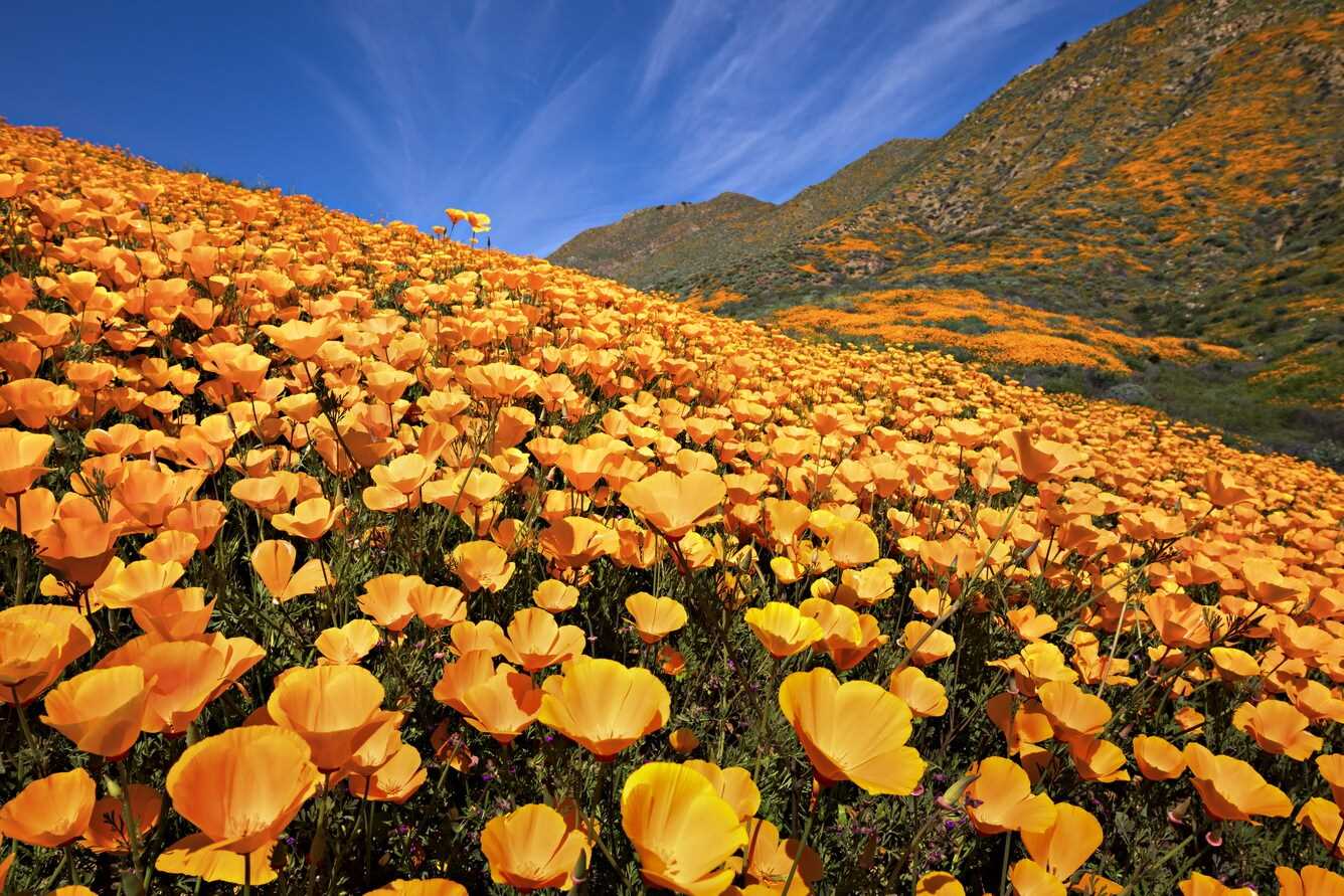 gất ngây mùa hoa tulip châu Âu, hoa “anh túc” tại Mỹ  