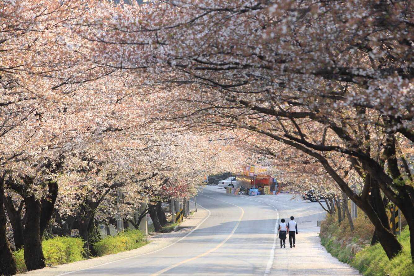 Cập nhật lịch ngắm hoa anh đào Hàn Quốc 2024 mới nhất