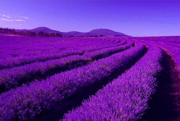 Mùa hoa Lavender (Úc)