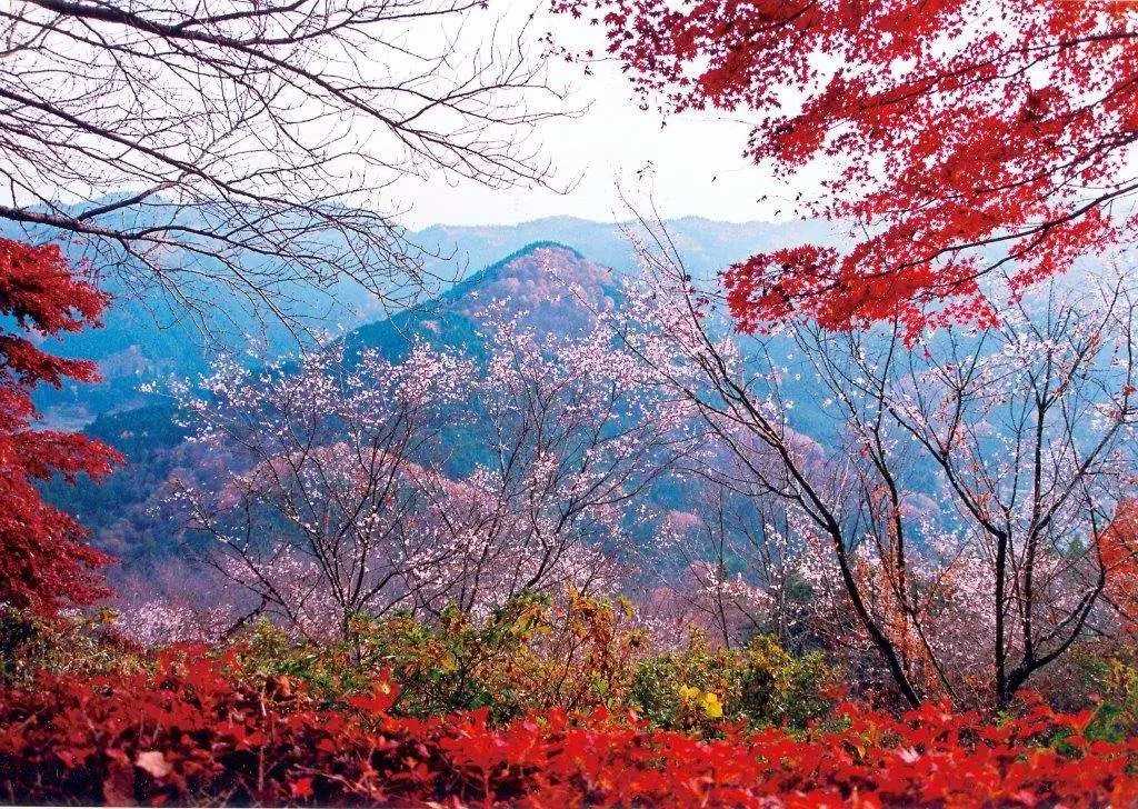 Trải nghiệm ấn tượng ngắm hoa anh đào mùa thu Nhật Bản 