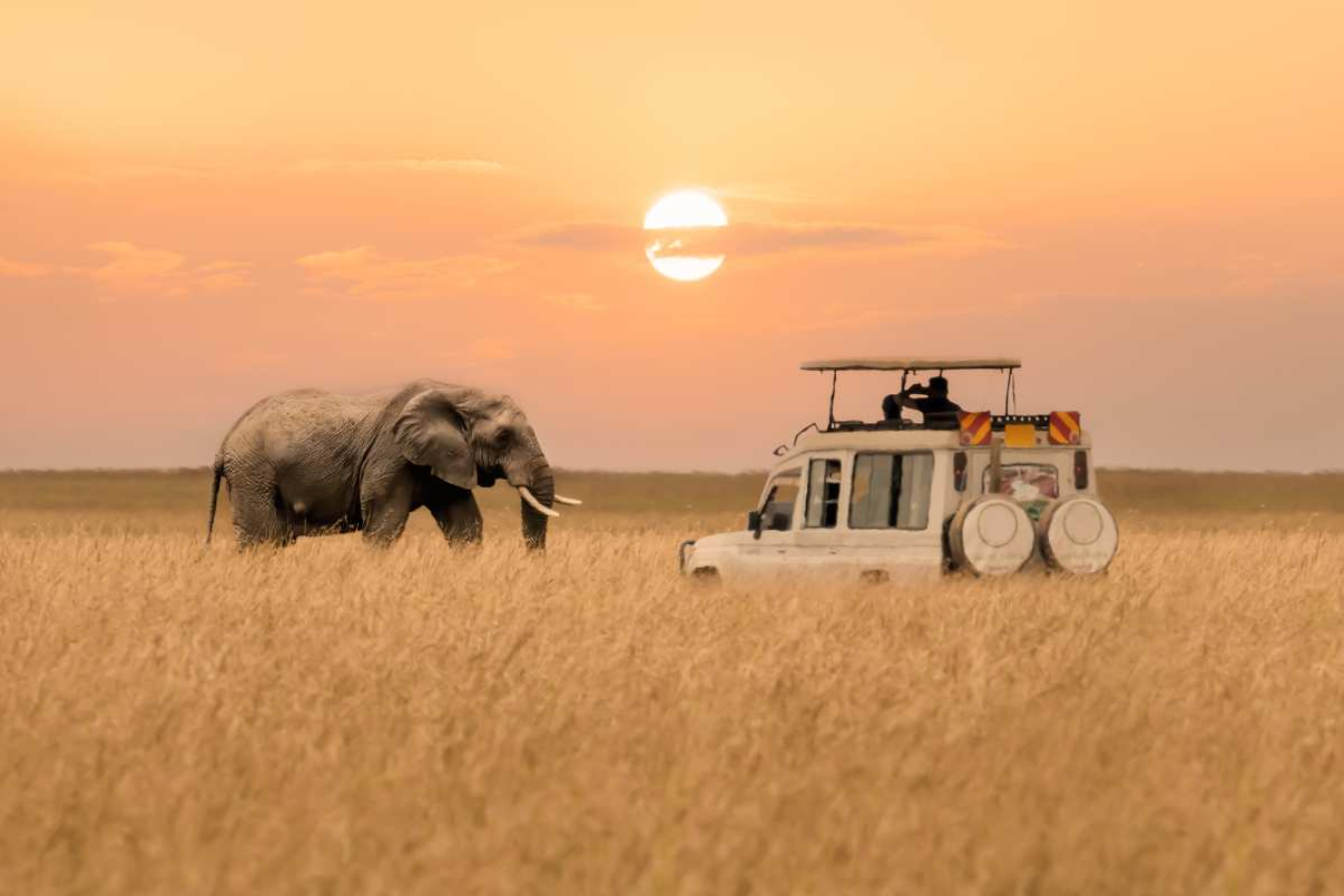 Chinh phục 3 safari ở châu Phi: Hành trình giữa thiên nhiên hoang dã và trái tim phiêu lãng